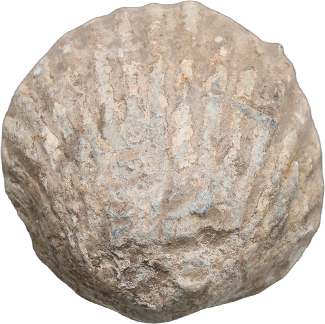 Dritto moneta