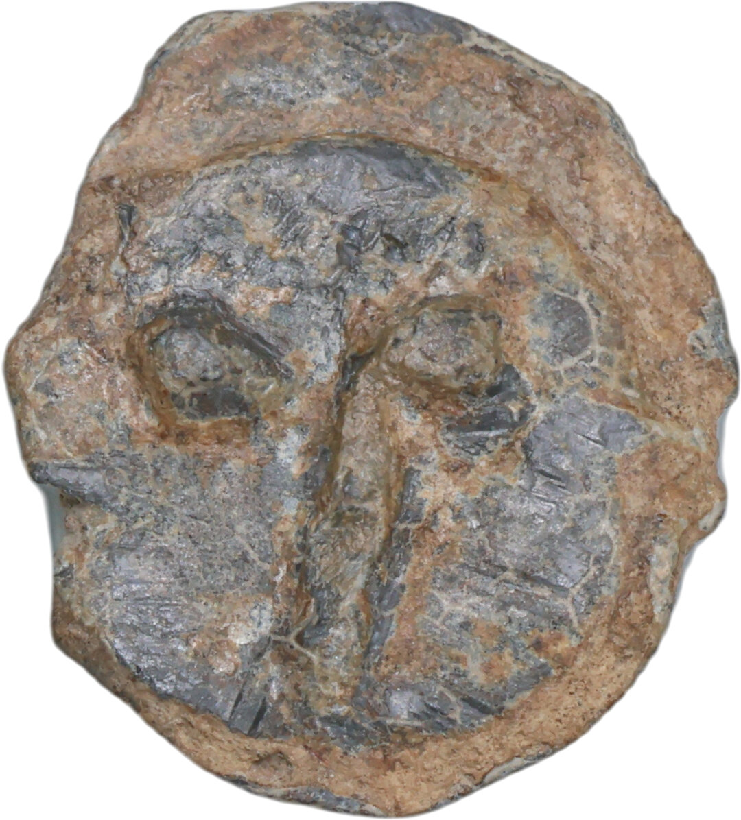 Dritto moneta