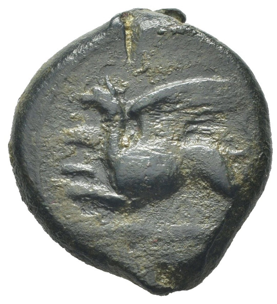 Dritto moneta