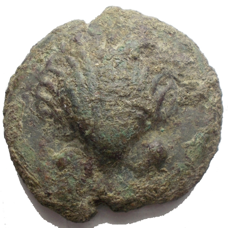 obverse: Mondo Greco - Apulia. Luceria. Bioncia ca 269-225 a.C. AE. g 59,4. mm 38,74 . d/Conchiglia r/ Astragalo. Rara. Intonsa. qBB. Patina verde.