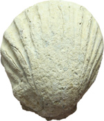 obverse:  Piombo. Elemento a forma di conchiglia. Italia centrale, VI-IV secolo a.C.