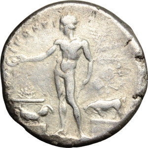 reverse: Sicily. Selinos.   AR Tetradrachm, c. 435-417 BC. Obv. ΣEΛINONTION. Apollo, holding bow, and Artemis in walking quadriga right; grain ear in exergue. Rev. River-god Selinos standing left, sacrificing from phiale over lighted altar and holding laurel branch; rooster on altar left, bull on basis and selinon leaf to right. BMC 2,31. AR. g. 16.67  mm. 27.00  RR.  VF.