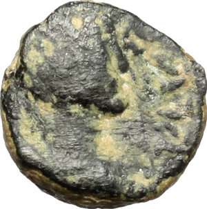 obverse: Ostrogothic Italy, Baduila (541-552).. AE Nummus, Ticinum mint, 541-552