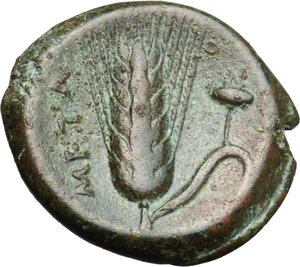 reverse: Southern Lucania, Metapontum. AE 16, c. 300-250