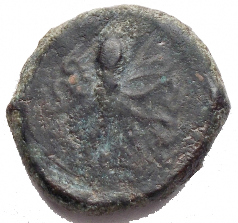 reverse: Mondo Greco - Sicily.Syracuse.AE 15,08 mm, after 400 BC.Obv. Head of Arethusa left.Rev. Octopus.SNG ANS 389.AE.g 2,6. VF/aVF