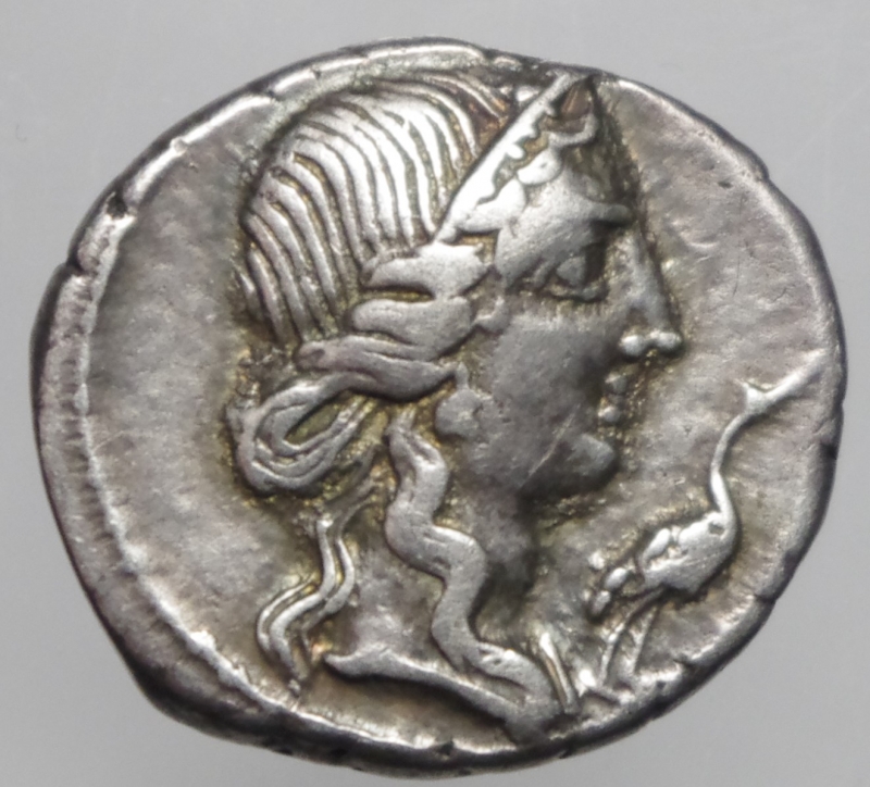 obverse: caecilia denario
