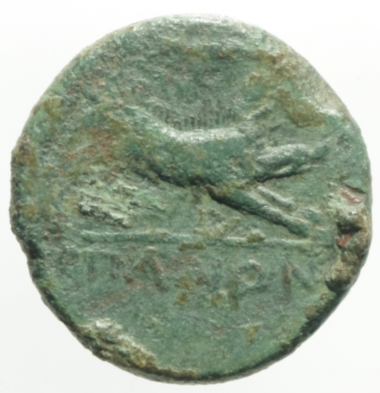 reverse: Mondo Greco .Apulia Arpi. Ca 325-250 a.C. AE 20,9 x 21,1 mm. D/ Testa di Zeus a sinistra. R/ Cinghiale a destra, sopra lancia. 6,98 gr. HN Italy 642. MB