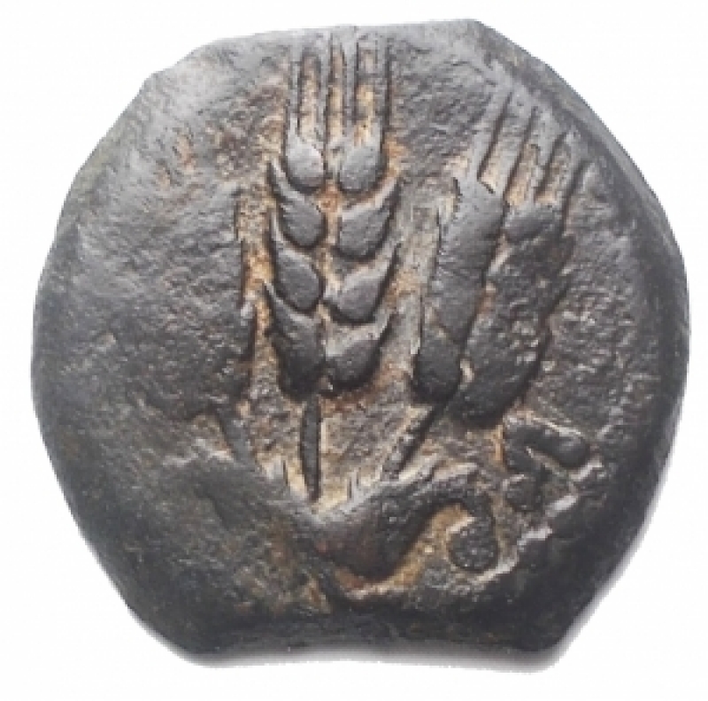 obverse: Varie - Giudea. Regno Erodiano. Agrippa I. 37-44 Prutah (16,95 mm. 2,25 g). Zecca di Gerusalemme 41-42 d/ BACIEC APIA ombrello r/Tre spighe d orzo, affiancato da L-. Hendin 1244; Meshorer TJC 120. BB