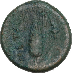 reverse: Southern Lucania, Metapontum. AE 15 mm, 300-250 BC