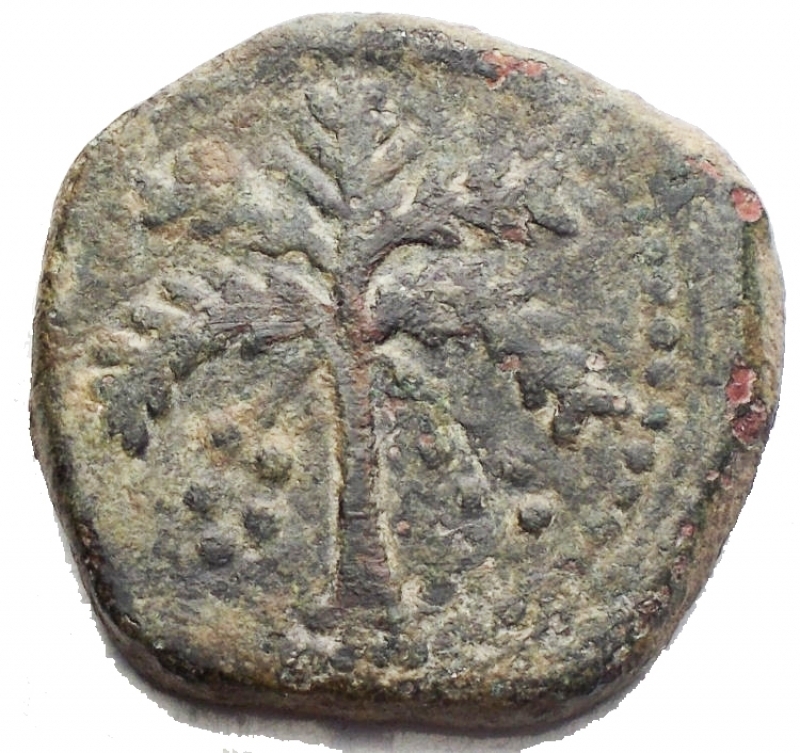 obverse: Zecche Italiane - Messina. Guglielmo II 1166-1189. Trifollaro. d/testa di leone. r/palma. Ae. g 10,2. BB+
