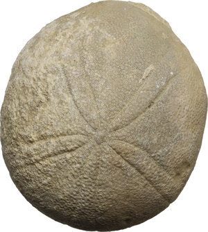obverse: Fossil of a sea urchin (Pygurus depressus).  58 mm