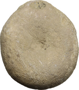 reverse: Fossil of a sea urchin (Pygurus depressus).  58 mm