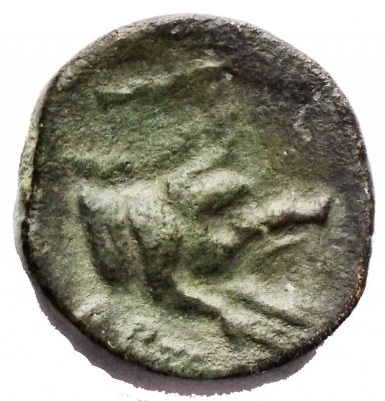 obverse: Mondo Greco - Apulia Arpi. III sec. a.C. Ae. D/ Testa di Zeus verso sinistra. R/ Protome di cinghiale verso destra. Peso g 3,35  Diametro mm 14,47. BB/BB+. R.