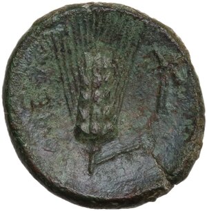 reverse: Southern Lucania, Metapontum. AE 18 mm, c. 300-250 BC