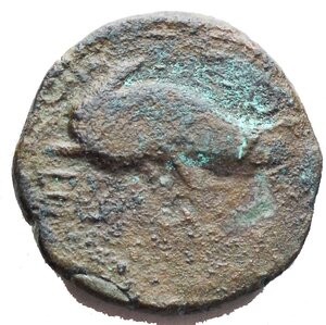 reverse: Apulia Salapia (Circa 275-270 a.C.) AE 19mm. D/ Cavallo a destra. R/ Delfino a sinistra. AE, 7.21gr. HN Italy 685. RR. qBB