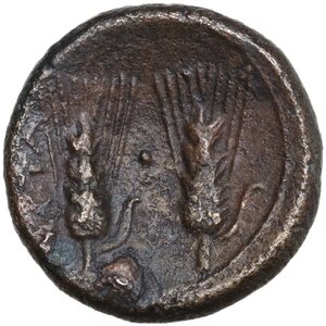 reverse: Southern Lucania, Metapontum. AE 17 mm, late 3rd century BC