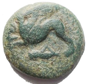 obverse: Mondo Greco - Sicilia. Alaesa. Ca. 340 a.C.Ae. D/ Grifone verso sinistra sotto locusta. R/ Cavallo verso sinistra, sopra astro Diametro 20,7 mm. Peso 7,12 gr. qBB.Patina verde.R.