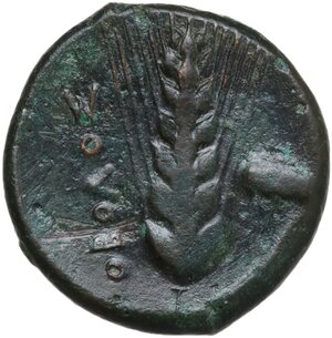 reverse: Southern Lucania, Metapontum. AE Obol, 400-340 BC
