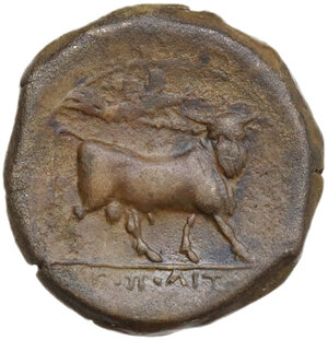 reverse: Central and Southern Campania, Neapolis. AE 16.5 mm, c. 250-225 BC