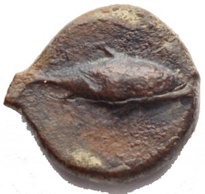 reverse: Mondo Greco - Sicilia. Solus. 4°-3° secolo a.C. Æ g 2,55. d/ Testa barbuta a destra r/ Tonno a destra. qBB/BB+. Patina marrone verde