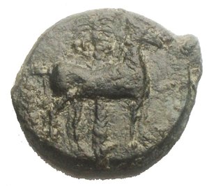 reverse: Siculo Punica. dopo il 400 a.C. Ae. D/ Testa di Kore verso sinistra. R/ Cavallo a ds e dietro una palma. Peso 2,63 gr. Diametro 16,2 mm. BB+. Patina verde