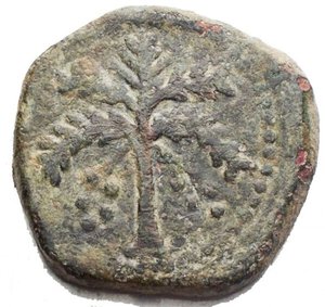 obverse: Zecche Italiane - Messina. Guglielmo II 1166-1189. Trifollaro. d/testa di leone. r/palma. Ae. g 10,2. BB+