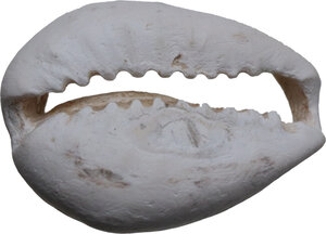 obverse: China.  Shang-Zhou Dynasty, 1200-800 BC (?).. Cowrie shell with the back filed off