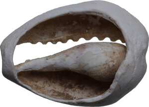 reverse: China.  Shang-Zhou Dynasty, 1200-800 BC (?).. Cowrie shell with the back filed off