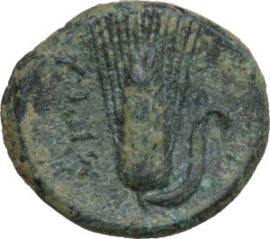reverse: Southern Lucania, Metapontum. AE 16 mm. c. 300-250 BC