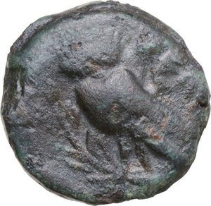 reverse: Northern Lucania, Velia. AE 14 mm, late 5th century
