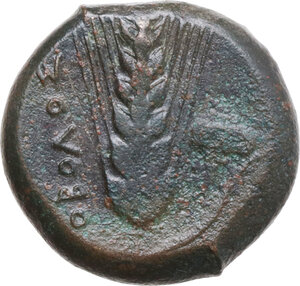 reverse: Southern Lucania, Metapontum. AE Obol, 400-340 BC