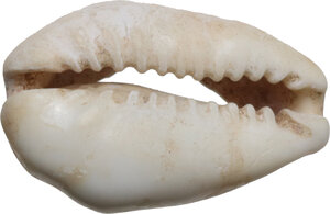 obverse: China. Shang-Zhou Dynasty, 1200-800 BC (?). Cowrie shell with the back filed off