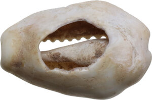 reverse: China. Shang-Zhou Dynasty, 1200-800 BC (?). Cowrie shell with the back filed off