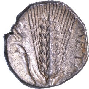 reverse: LUCANIA - METAPONTO. Nomos, anni 340-330 a.C.