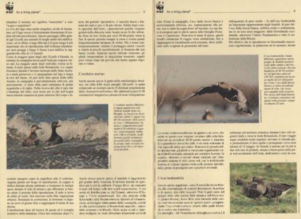 Immagine aggiuntiva 2