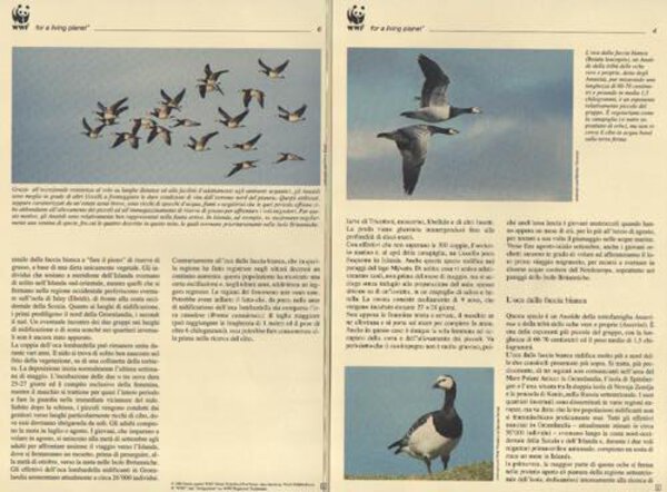 Immagine aggiuntiva 3