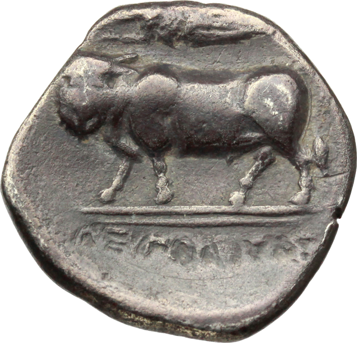 Campania centrale e meridionale, Neapolis Didracma, ca. 395-385 a.C. foto 1